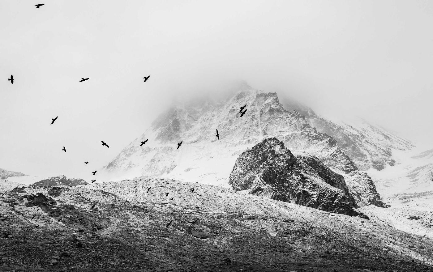 Birds over a snow-covered peak